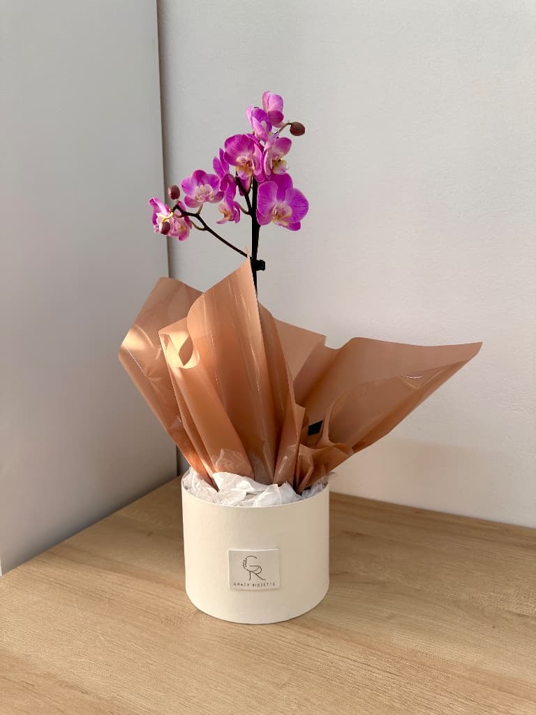 Orquídea 1 haste (cor do dia)